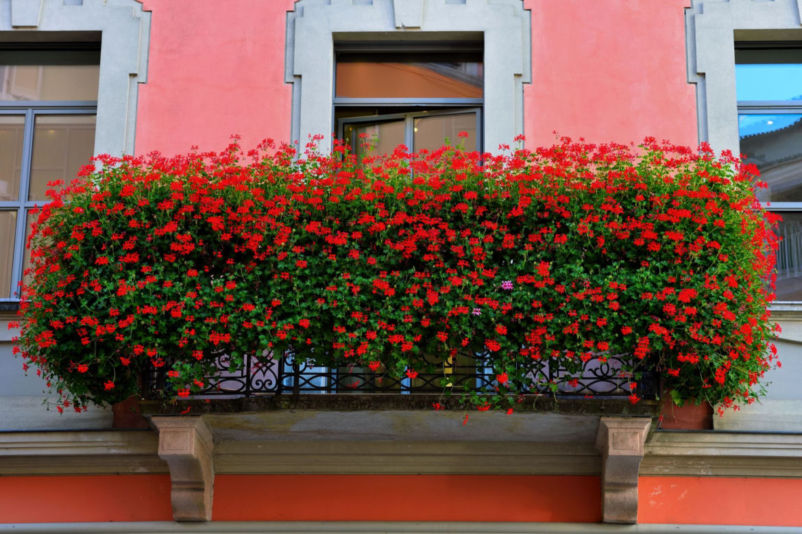 Pelargonia kaskadowa 