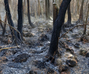 Biebrzański Park Narodowy UGASZONY. Zobacz, jakie zniszczenia spowodował ogień