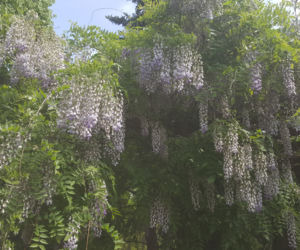 Półki bookcrossingowe w Ogrodzie Botanicznym UKW