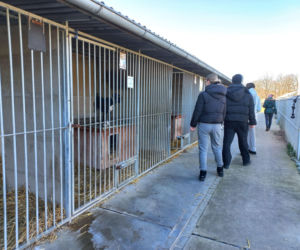 Bieg + 4 Łapy za nami. Wyjątkowy dzień w schronisku w Henrykowie koło Leszna