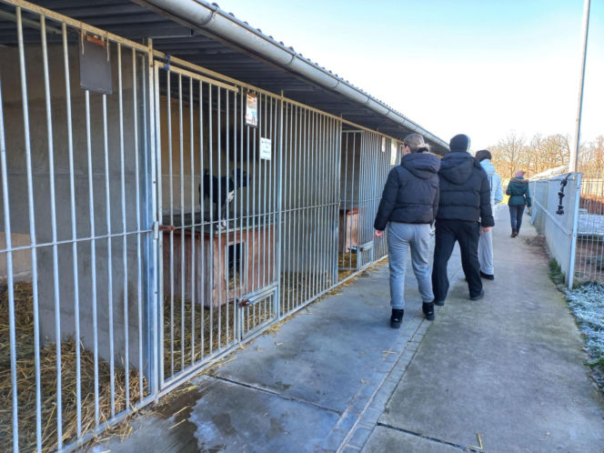 "Bieg + 4 Łapy" za nami. Wyjątkowy dzień w schronisku w Henrykowie koło Leszna