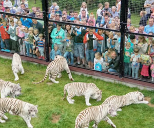 Niezapomniane przeżycia i wiele atrakcji na Dzień Dziecka w ZOO SAFARI BORYSEW