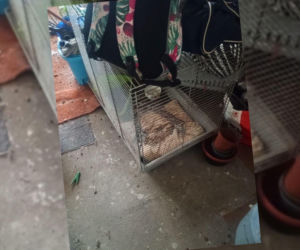 Brud, odchody i brak opieki. Na poddaszu znaleziono króliki i żółwia