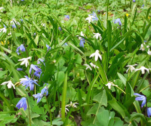 Wiosna budzi się w Arboretum w Bolestraszycach