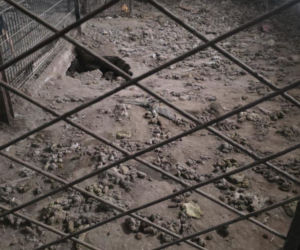 Skrajne zaniedbanie w gminie Zambrów. Odebrano 11 psów