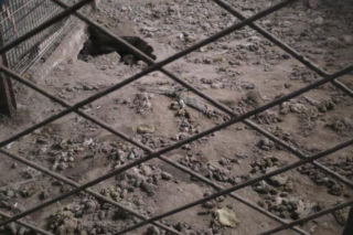 Skrajne zaniedbanie w gminie Zambrów. Odebrano 11 psów