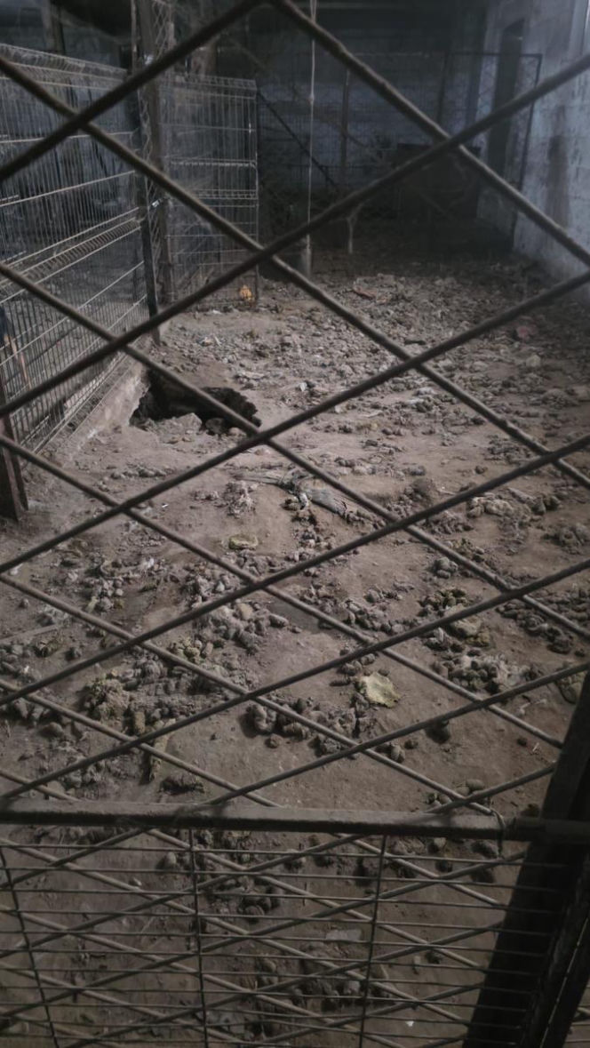 Skrajne zaniedbanie w gminie Zambrów. Odebrano 11 psów