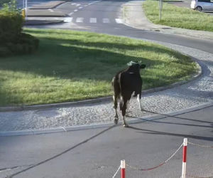 „Moo-żesz to zobaczyć?” Krowa z Żuromina stała się gwiazdą internetu
