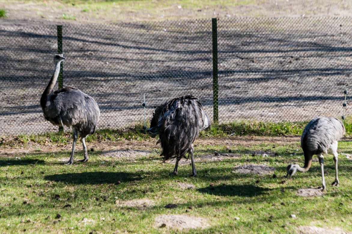 Koronawirus w Trójmieście. Zwierzęta z zoo tęsknią za ludźmi