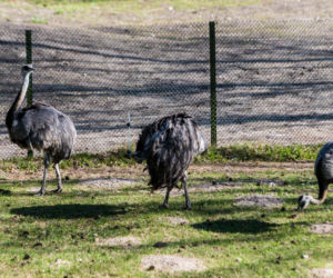 Koronawirus w Trójmieście. Zwierzęta z zoo tęsknią za ludźmi