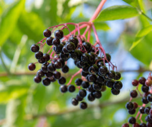 Czarny bez