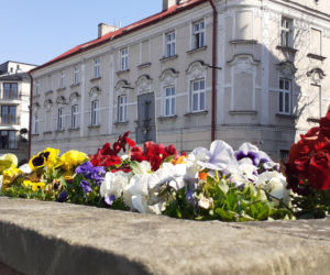 Przemyski Rynek ukwiecony na wiosnę