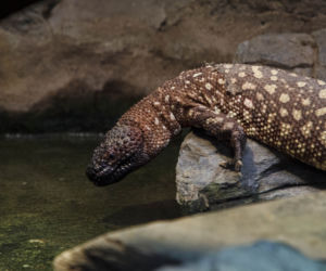 We wrocławskim zoo wykluły się helodermy meksykańskie