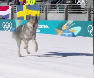 IO 2026: Pies na trasie biegu