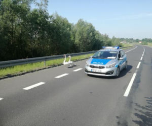 Policjanci eskortowali łabędzie