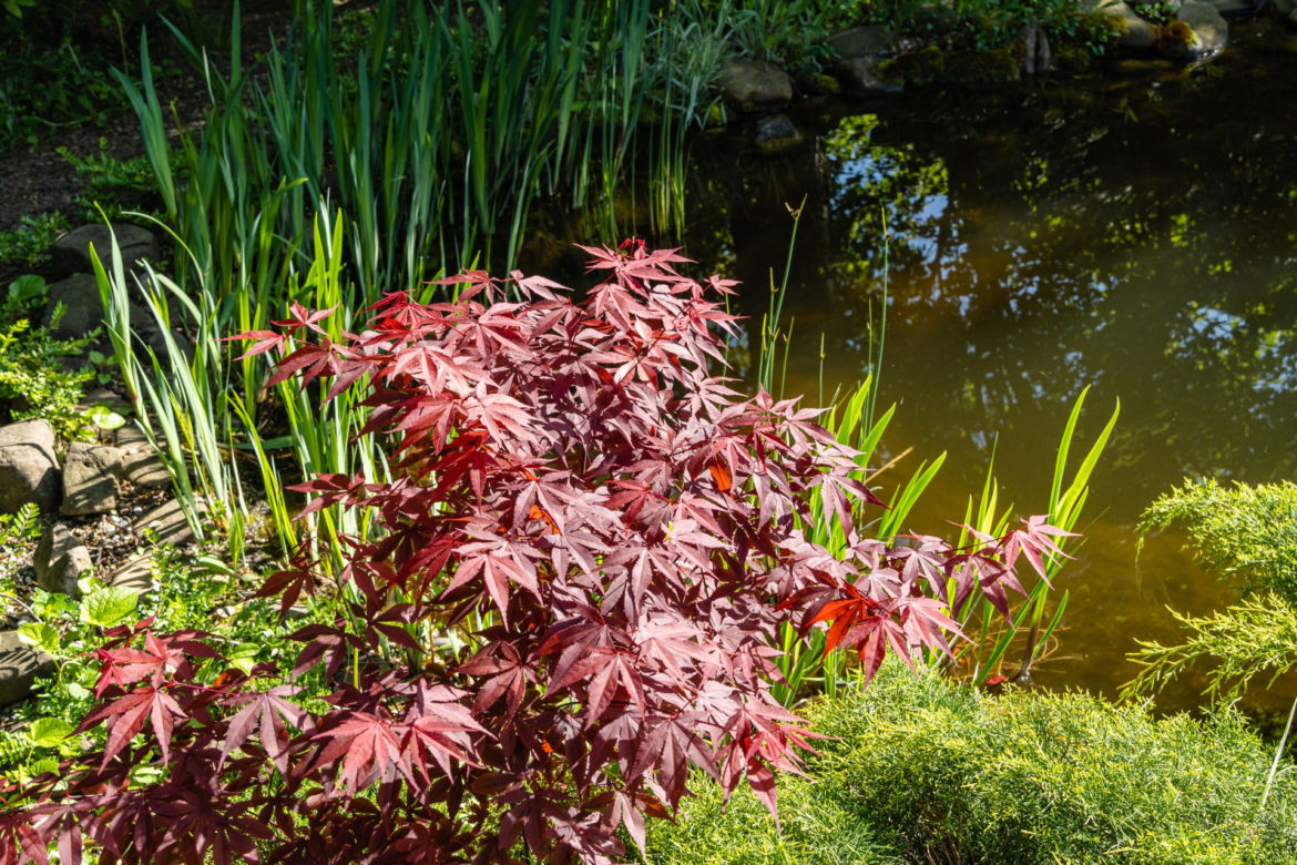 Klon palmowy 'Atropurpureum'