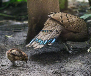 Te maluchy przyszły na świat w warszawskim ZOO w 2025 roku