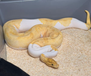 Krakowscy policjanci zabezpieczyli 148 pytonów królewskich