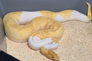 Krakowscy policjanci zabezpieczyli 148 pytonów królewskich