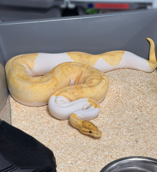 Krakowscy policjanci zabezpieczyli 148 pytonów królewskich