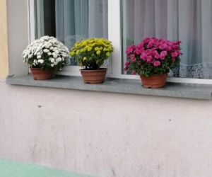 Wyjątkowo kolorowa jesień w Gminie Iława. Wszędzie chryzantemny!