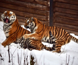 Zimowe harce na śniegu - zwierzaki z płockiego zoo szaleją ZOBACZ ZDJĘCIA!