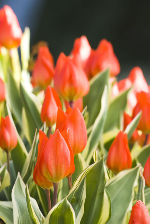 Tulipan