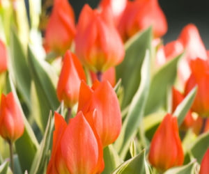 Tulipan