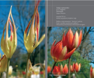 Tulipany