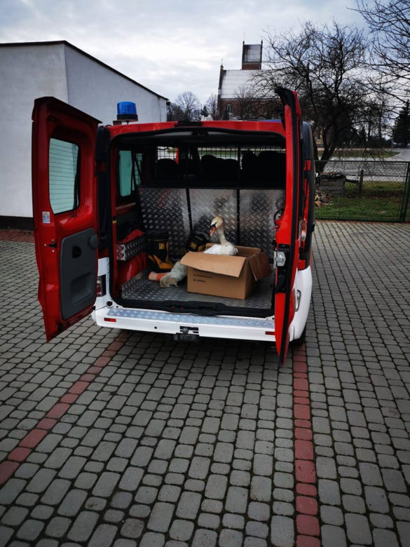 Strażacy schwytali chorego łabędzia