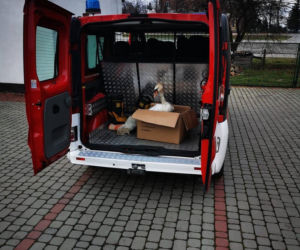 Strażacy schwytali chorego łabędzia