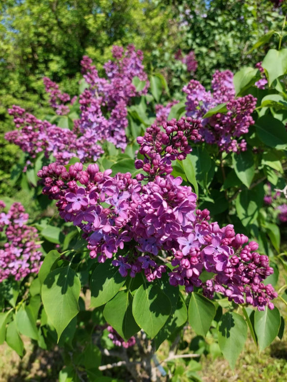 Arboretum Kórnickie - raj dla miłośników pięknych roślin
