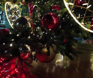 Choinka przed urzędem miasta w Szczecinie