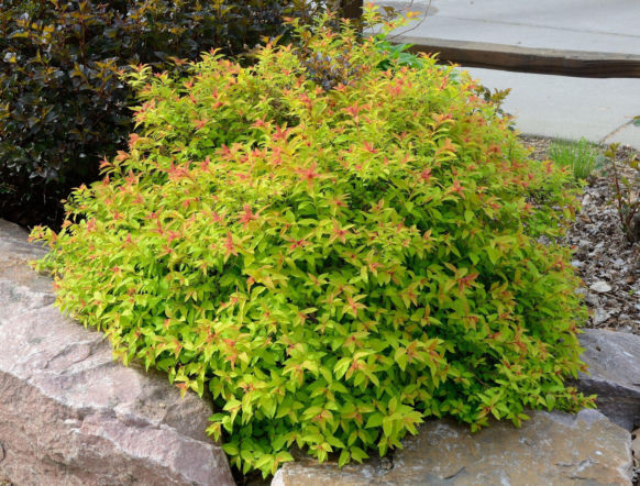 Tawuła japońska 'Goldflame'