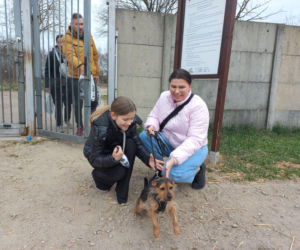 Przybyło psów w schronisku w Henrykowie koło Leszna. Ilość zatrważająca