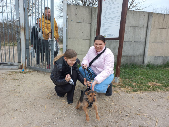 Przybyło psów w schronisku w Henrykowie koło Leszna. "Ilość zatrważająca"