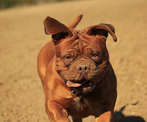 Mastiff angielski