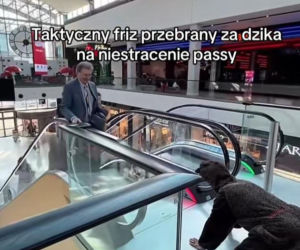 Friz przebrany za dzika