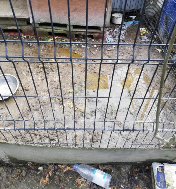 Strażak bestialsko znęcał się nad psem. „Nie był w stanie ustać na nogach” [ZDJĘCIA]