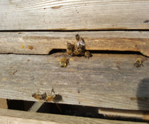 Natura budzi się do życia! W Ogrodzie Botanicznym UKW czuć już wiosnę! [ZDJĘCIA]