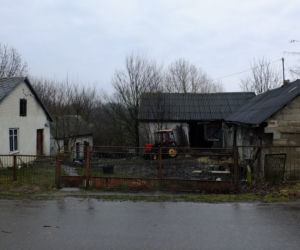 Byk zabił gospodarza bo wystraszył się kundelka