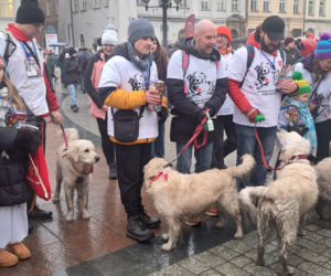 34. finał WOŚP w Krakowie. Golden Retrievery przejęły Rynek Główny i podbiły serca przechodniów [GALERIA]