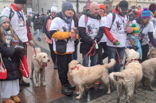 34. finał WOŚP w Krakowie. Golden Retrievery przejęły Rynek Główny i podbiły serca przechodniów [GALERIA]