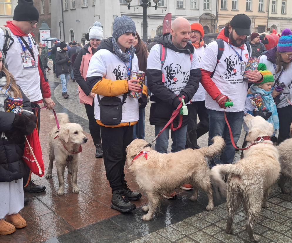 34. finał WOŚP w Krakowie. Golden Retrievery przejęły Rynek Główny i podbiły serca przechodniów [GALERIA]