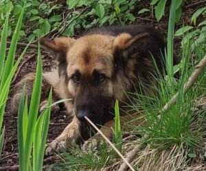 Nawet nie chce patrzeć w kierunku ludzi! Staś został znaleziony na bagnach, gdy walczył o życie [ZDJĘCIA]