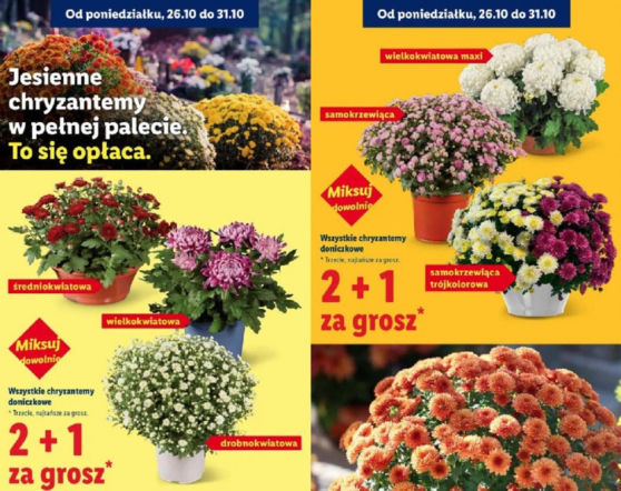 Lidl chryzantemy