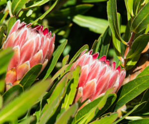 Protea królewska