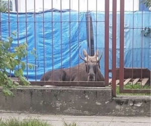 Łoś na ulicach Płocka! Na miejscu lekarz weterynarii [ZDJĘCIA, AKTUALIZACJA]
