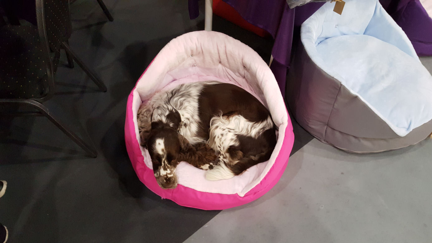 Targi PET EXPO 2019 w Bydgoszczy 