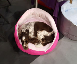 Targi PET EXPO 2019 w Bydgoszczy 